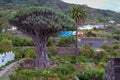 Famous Dragon Tree Ã¢â¬Å¾Drago MilenarioÃ¢â¬Å in Icod de los Vinos, Tenerife Royalty Free Stock Photo